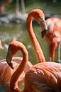 Flamingo's van FotoGraaG Hanneke thumbnail
