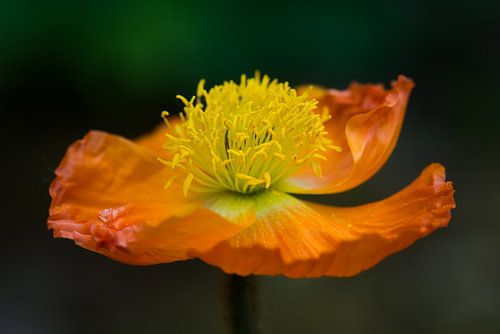 Orange poppy