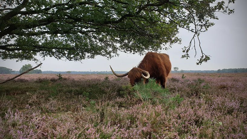 Highlander auf der Heide von Ton van Waard - Pro-Moois