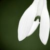 Snowdrop van Inez Wijker