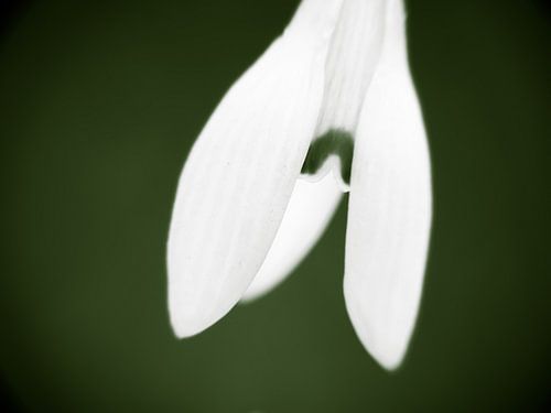 Snowdrop sur Inez Wijker