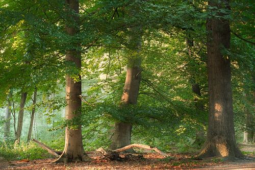 The Oak and the Beech