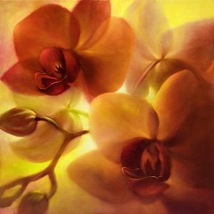 Orchids - radiant in gold and pink