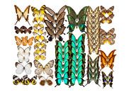 Collectie Vlinders van Marielle Leenders thumbnail