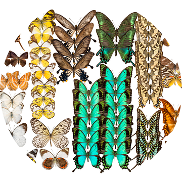 Collectie Vlinders van Marielle Leenders