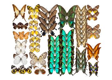 Collection Butterflies by Marielle Leenders