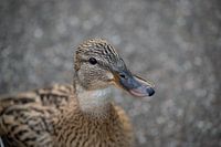 die Park-Ente!