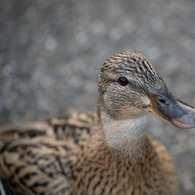 die Park-Ente! von Jelle Mijnster