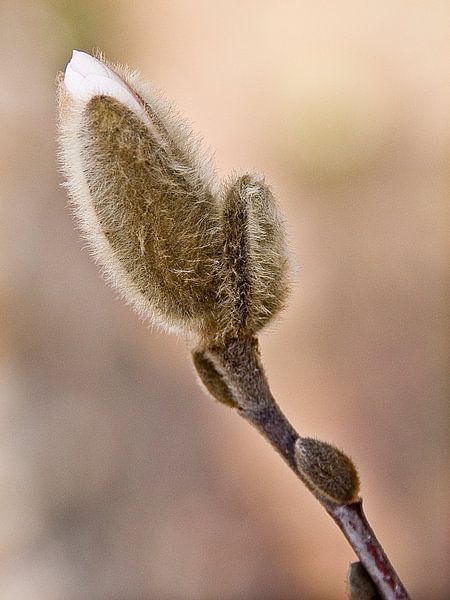 magnolia in bud by Klaartje Majoor
