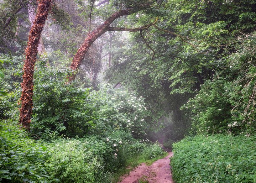 dark forest by rob creemers