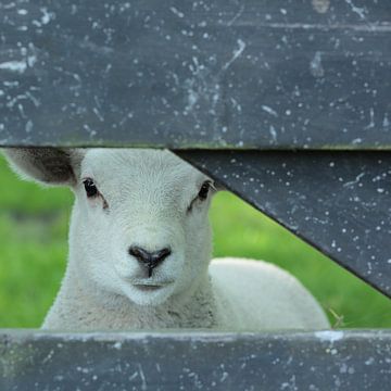 Lamb, young sheep by Ronald Smits