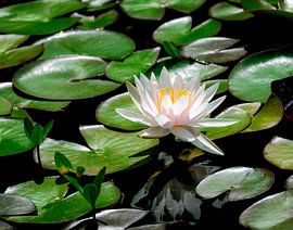 White water lily flowers in the garden pond