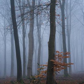 Buche in einem winterlichen und nebligen Wald von Nick Holland