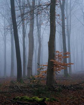 Buche in einem winterlichen und nebligen Wald