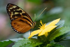 Tithorea Butterfly on yellow flower by Sandra Groenescheij
