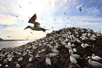 Colony of Gannets in backlight.