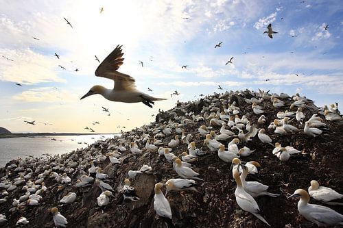 Kolonie Jan van Genten in tegenlicht.