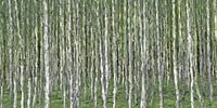Birkenwald-abstrakt von Marion Tenbergen Miniaturansicht