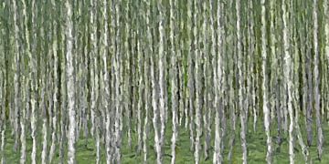 Birch forest abstract van Marion Tenbergen