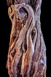 Holzstruktur des Stammes eines Baumes in der Wüste