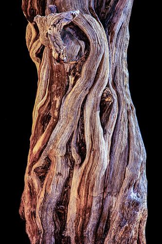 Holzstruktur des Stammes eines Baumes in der Wüste