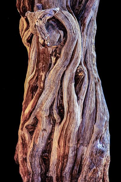 Holzstruktur des Stammes eines Baumes in der Wüste von Gert Hilbink