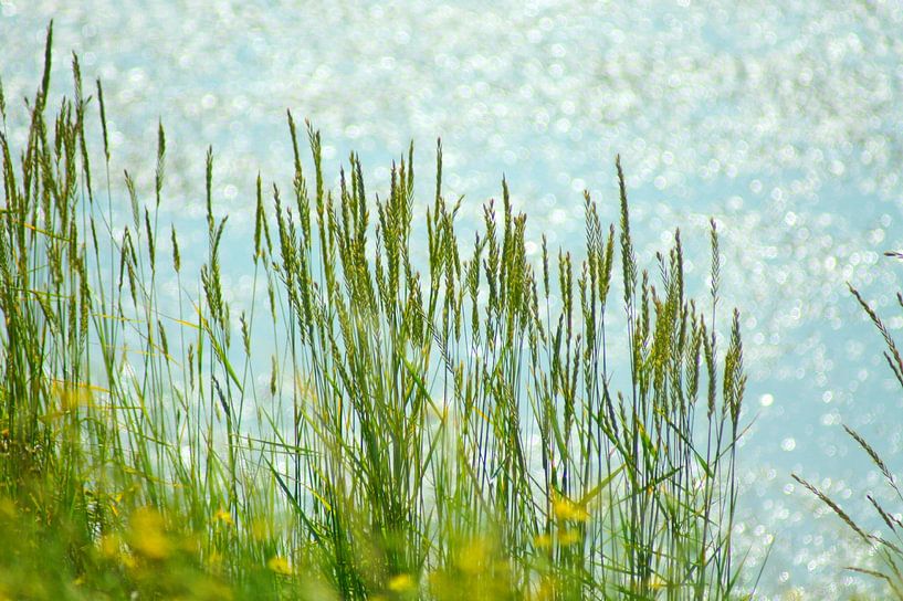 Gras am Meer von Niek Traas