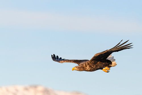 Seeadler fliegt in der Luft von Sjoerd van der Wal Fotografie
