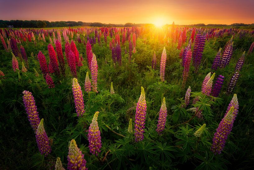 Field full of Lupin by Theo van Veenendaal
