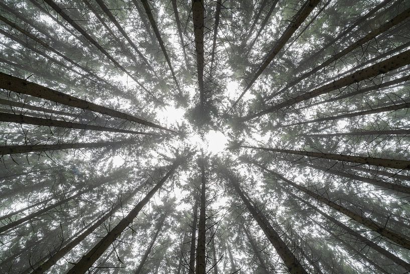 View up in forest in fog by Daniel Pahmeier