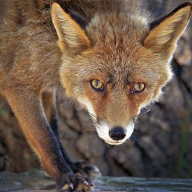 Reintje/a young fox van Harrie Muis