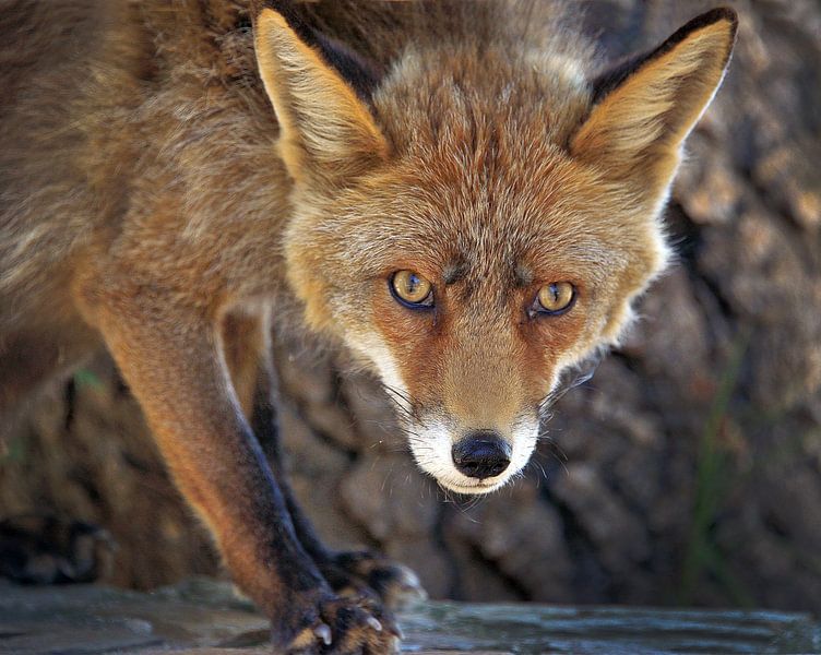 Reintje/a young fox van Harrie Muis