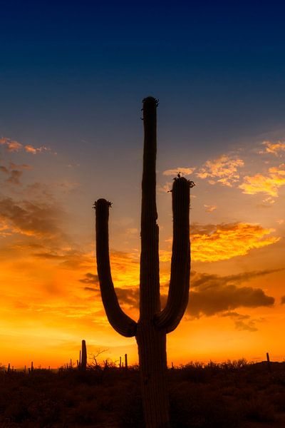 SAGUARO NATIONAL PARK Bright Sunset by Melanie Viola