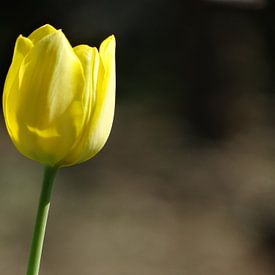 Frühlingsblumen-Sammlung von Marinescu Dan