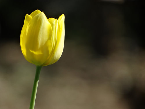 Lentebloemencollectie