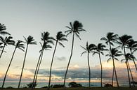 Kauai Palms von road to aloha Miniaturansicht