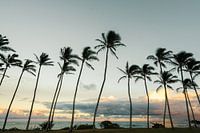 Kauai Palmen