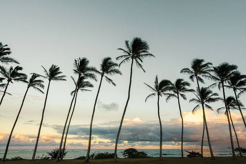 Kauai Palms von road to aloha