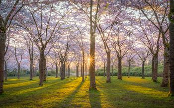 Parc à fleurs Amsterdamse Bos
