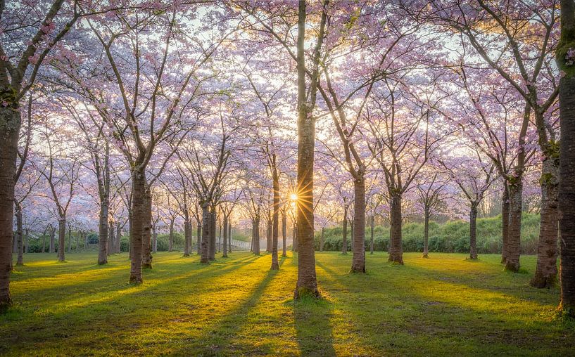 Parc à fleurs Amsterdamse Bos par Joep Henkelman