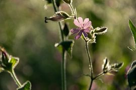 Silence rose sur Kimfaesdesign