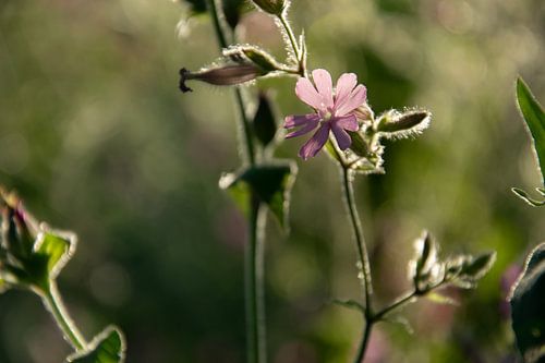 Pink Silence