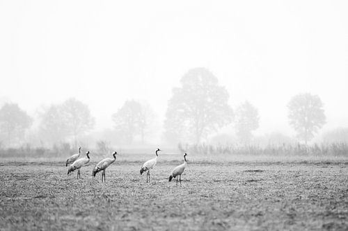 Kraanvogels in Diepholz