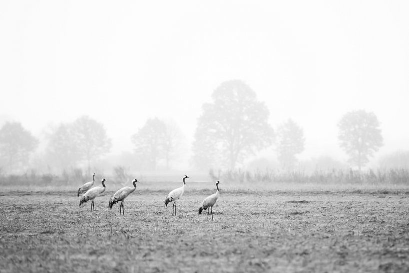 Cranes in Diepholz by Danny Slijfer Natuurfotografie