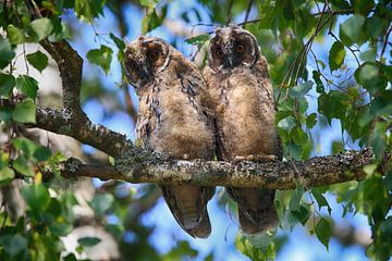 Young long-eared owl (Asio otus) sitting in tree, Germany von Frank Fichtmüller
