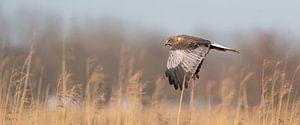 Ein Panorama des Turmfalken. Der Vogel fliegt mit gespreizten Flügeln über einen Schilfgürtel am Ran von Gea Veenstra