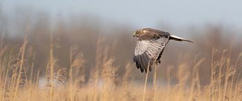 A panorama of the Kestrel. The bird flies with spread wings above a reed belt on the water's edge.