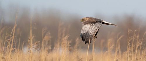 A panorama of the Kestrel. The bird flies with spread wings above a reed belt on the water's edge.