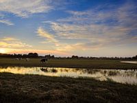 Koeien bij zonsondergang