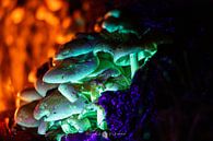 Magic mushrooms from a fairy tale by Remco Ditmar thumbnail